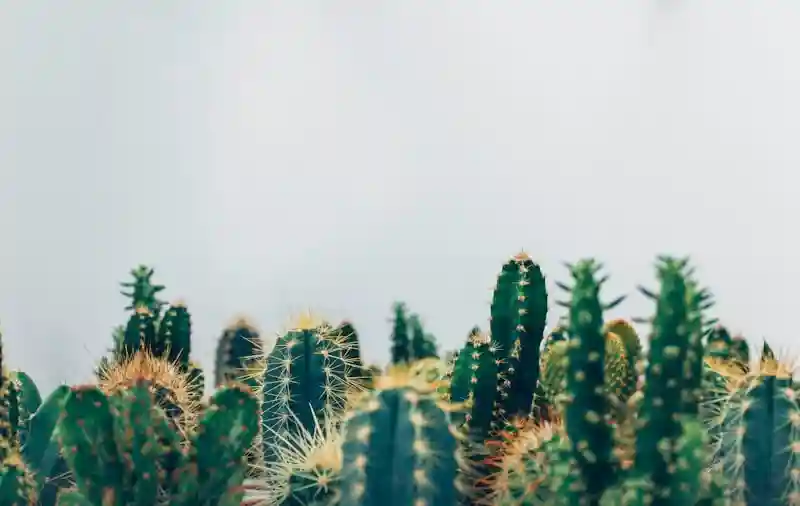 阳台绿植防霉指南：如何防止土壤长毛与根系腐烂 - 推荐阅读
